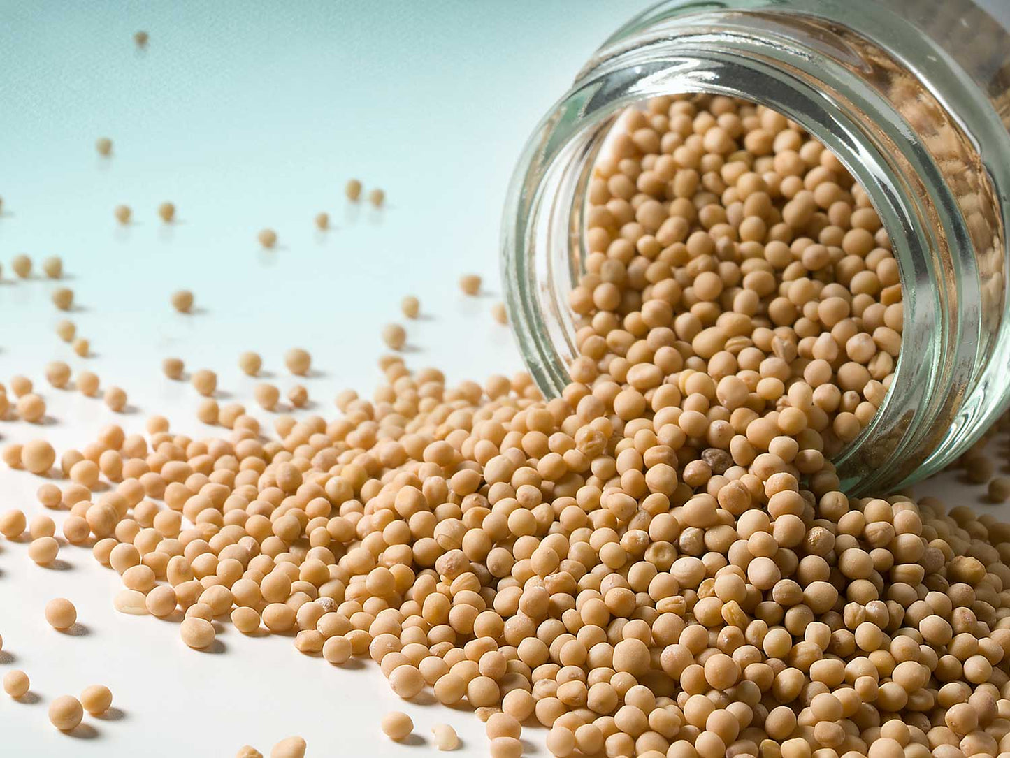 Žlutá zrna hořčice 50 g