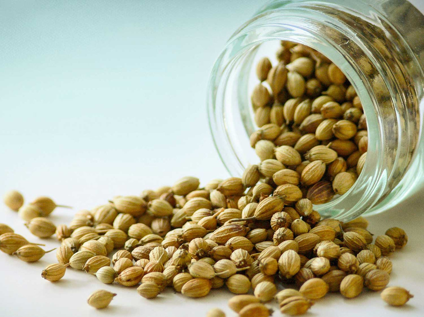 Koriandrová semínka Indie odrůda 30g